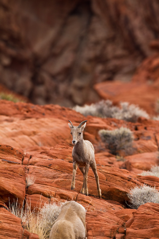 Bighorn On Slickrock